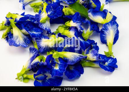 Diese fesselnde Fotoserie zeigt die lebendige Schönheit der Schmetterlingserbsenblüten (Clitoria ternatea) in einer Vielzahl von Kompositionen. Stockfoto