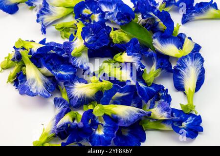 Diese fesselnde Fotoserie zeigt die lebendige Schönheit der Schmetterlingserbsenblüten (Clitoria ternatea) in einer Vielzahl von Kompositionen. Stockfoto