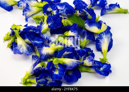 Diese fesselnde Fotoserie zeigt die lebendige Schönheit der Schmetterlingserbsenblüten (Clitoria ternatea) in einer Vielzahl von Kompositionen. Stockfoto