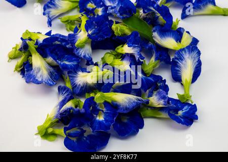 Diese fesselnde Fotoserie zeigt die lebendige Schönheit der Schmetterlingserbsenblüten (Clitoria ternatea) in einer Vielzahl von Kompositionen. Stockfoto