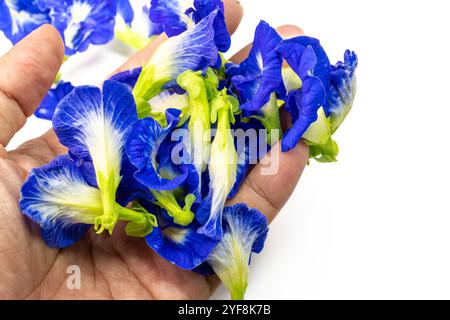 Diese fesselnde Fotoserie zeigt die lebendige Schönheit der Schmetterlingserbsenblüten (Clitoria ternatea) in einer Vielzahl von Kompositionen. Stockfoto