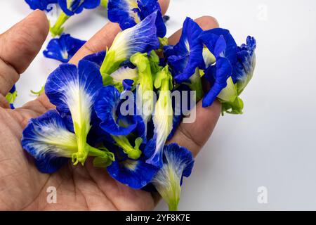 Diese fesselnde Fotoserie zeigt die lebendige Schönheit der Schmetterlingserbsenblüten (Clitoria ternatea) in einer Vielzahl von Kompositionen. Stockfoto