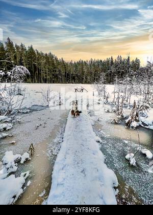 Eine winterliche Wunderlandschaft mit einem gefrorenen See, einer Holzbrücke und einem australischen Schäferhund. Die friedliche, idyllische Lage wird durch das ergänzt Stockfoto