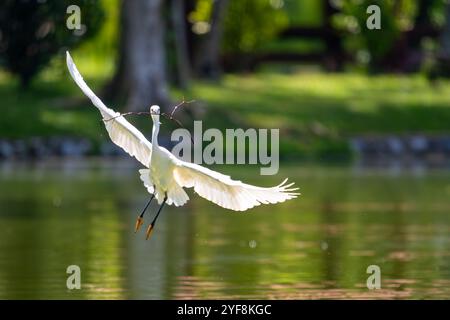 Dieses atemberaubende Foto zeigt einen schwarz gekrönten Nachtreiher in einem Moment anmutigen Fluges. Stockfoto