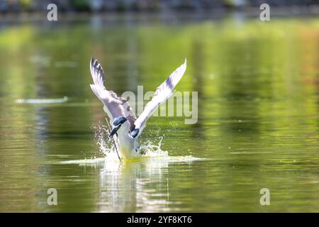 Dieses atemberaubende Foto zeigt einen schwarz gekrönten Nachtreiher in einem Moment anmutigen Fluges. Stockfoto