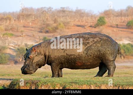Ein schlammiges Nilpferd (Hippopotamus amphibius) zu Fuß an Land, Chobe National Park, Botswana Stockfoto