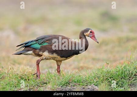 Eine Sporengeflügelgans (Plectropterus gambensis) im natürlichen Lebensraum Chobe National Park, Botswana Stockfoto