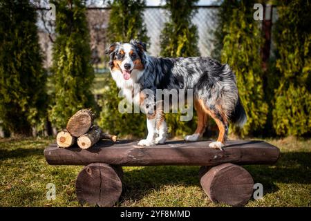 Eine kluge australische Schäferhund, die auf brauner Holzbank steht Stockfoto