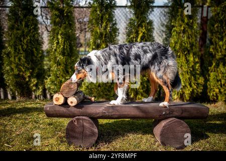 Eine kluge australische Schäferhund, die auf brauner Holzbank steht Stockfoto