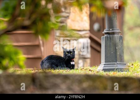 Aufmerksame schwarze Hauskatze, die draußen auf Gras sitzt - Brevard, North Carolina, USA Stockfoto