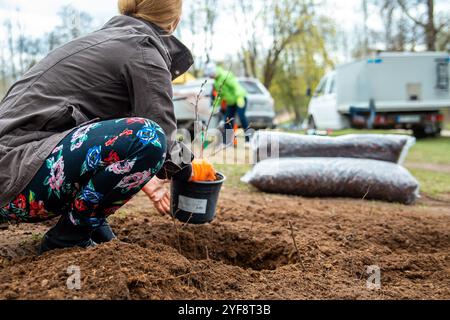 Pflanzen von Bäumen im Garten, Gartenbau und Bewässerung von Pflanzen Stockfoto