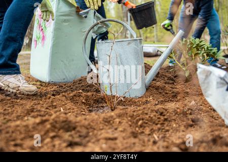 Pflanzen von Bäumen im Garten, Gartenbau und Bewässerung von Pflanzen Stockfoto