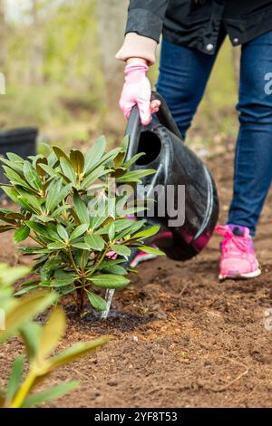 Pflanzen von Bäumen im Garten, Gartenbau und Bewässerung von Pflanzen Stockfoto