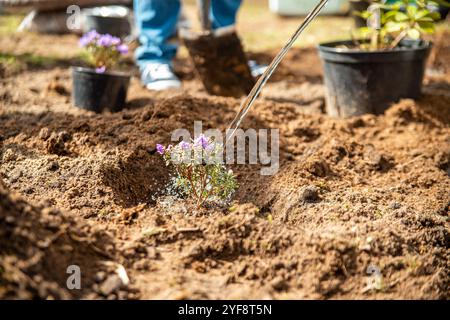 Pflanzen von Bäumen im Garten, Gartenbau und Bewässerung von Pflanzen Stockfoto