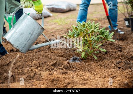 Pflanzen von Bäumen im Garten, Gartenbau und Bewässerung von Pflanzen Stockfoto