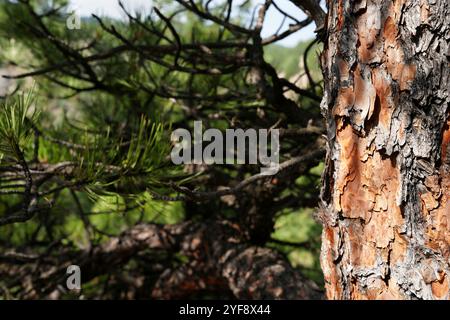 Lodgepole Kiefer - Detail aus rauer, geschichteter Rinde Stockfoto