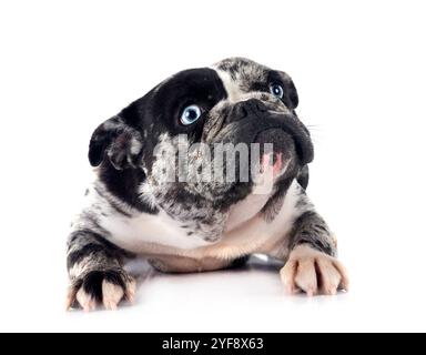 französische Bulldogge vor weißem Hintergrund Stockfoto