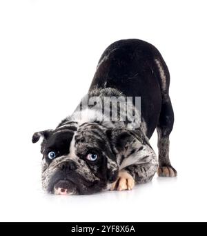französische Bulldogge vor weißem Hintergrund Stockfoto