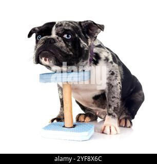 französische Bulldogge vor weißem Hintergrund Stockfoto