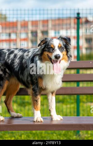 Australischer Schäferhund posiert draußen im Park Stockfoto