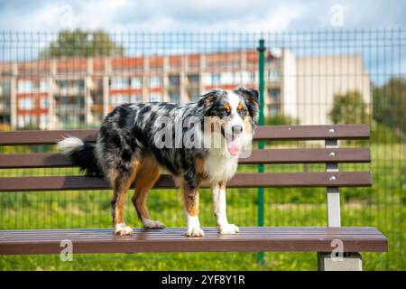 Australischer Schäferhund sitzt auf einer Bank im Hof Stockfoto