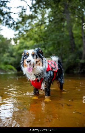 Glücklicher australischer Schäferhund mit Schwimmweste steht im Wasser, im Fluss Stockfoto