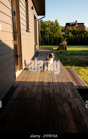 Niedlicher australischer Hirte, der auf einer Holzterrasse in der Nähe eines modernen Privathauses sitzt Stockfoto