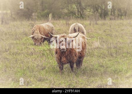 Schöne Hochlandkuh auf der Wiese mit anderen Kühen Stockfoto