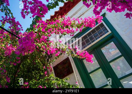 Bougainvillea Baum in den Straßen der Insel hydra, griechenland *** bougainvillea baum in den strassen der insel hydra, griechenland Copyright: XW. Simlingerx Stockfoto