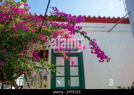 Bougainvillea Baum in den Straßen der Insel hydra, griechenland *** bougainvillea baum in den strassen der insel hydra, griechenland Copyright: XW. Simlingerx Stockfoto