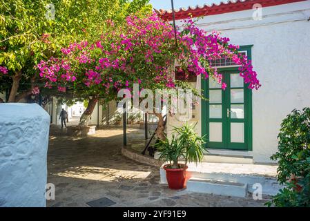 Bougainvillea Baum in den Straßen der Insel hydra, griechenland *** bougainvillea baum in den strassen der insel hydra, griechenland Copyright: XW. Simlingerx Stockfoto