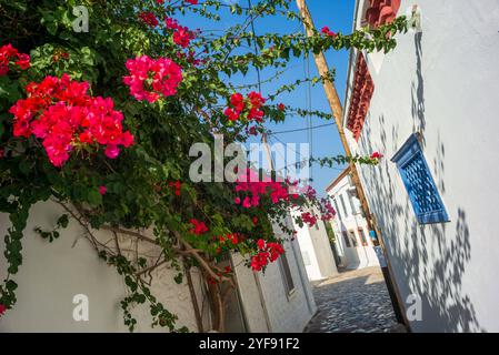 Bougainvillea Baum in den Straßen der Insel hydra, griechenland *** bougainvillea baum in den strassen der insel hydra, griechenland Copyright: XW. Simlingerx Stockfoto