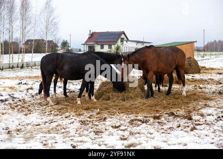 Pferde teilen sich Heu auf einer schlammigen Winterweide in der Nähe von Homestead Stockfoto