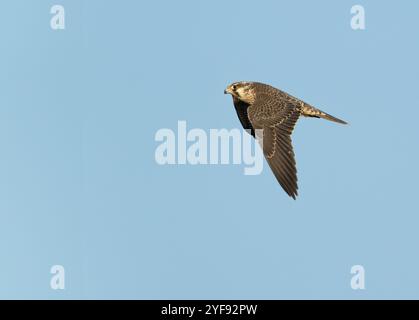Ein junger Wanderfalke (Falco peregrinus) im Flug gegen einen blauen Himmel, Norfolk Stockfoto