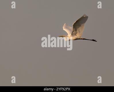 Ein großer Weißreiher (Ardea alba) im Flug bei Sonnenuntergang, Norfolk Stockfoto