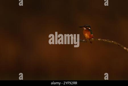 Eisvogel (Alcedo atthis) hockt bei Sonnenuntergang in Norfolk Stockfoto