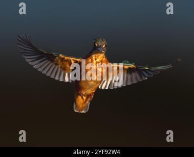 Eisvogel (Alcedo atthis) schweben, Norfolk Stockfoto