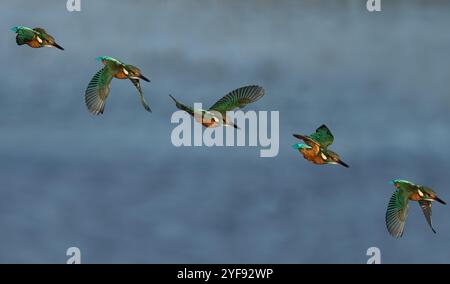 Im Flug Komposit einer weiblichen Eisvogel (Alcedo atthis) Tauchen, Norfolk Stockfoto