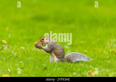 Östliches Grauhörnchen Sciurus carolinensis, eingeführte Art, ausgewachsener sitzender auf Gras, Fütterung von Süßkastanie Castanea sativa, Frucht, Suffolk Stockfoto