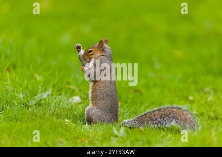 Östliches Grauhörnchen Sciurus carolinensis, eingeführte Art, Erwachsene sitzend auf Gras, Pflege, Suffolk, England, Oktober Stockfoto