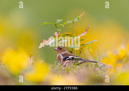 Fringilla coelebs, erwachsener Mann unter englischer Eiche Quercus robur, Setzling, Suffolk, England, Oktober Stockfoto