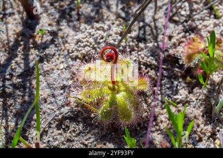 Drosera pauciflora in der Nähe von Darling im Westkap von Südafrika Stockfoto