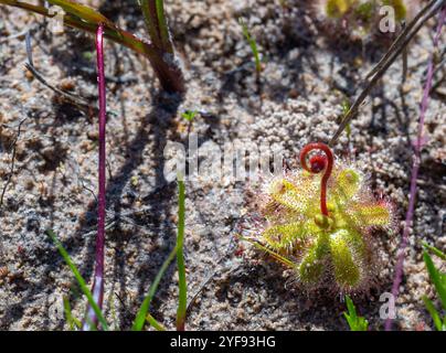 Drosera pauciflora in der Nähe von Darling im Westkap von Südafrika Stockfoto