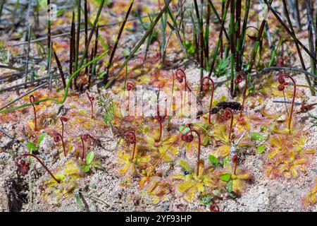 Drosera pauciflora in der Nähe von Darling im Westkap von Südafrika Stockfoto