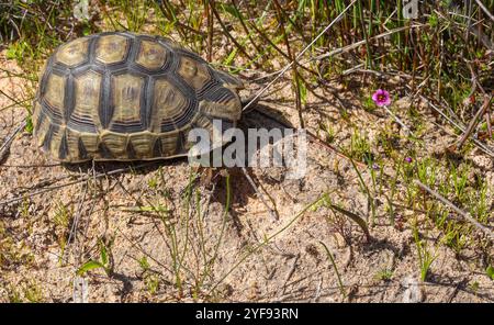 Die Rotbauchschildkröte in der Nähe von Darling im Westkap von Südafrika Stockfoto