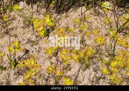 Drosera pauciflora in der Nähe von Darling im Westkap von Südafrika Stockfoto