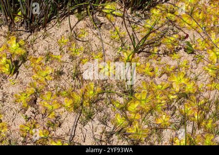 Drosera pauciflora in der Nähe von Darling im Westkap von Südafrika Stockfoto