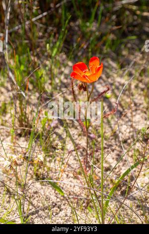 Die rotblühende Form des Sonnentau Drosera cistiflora (eine fleischfressende Pflanze) im natürlichen Lebensraum des Westkap von Südafrika Stockfoto