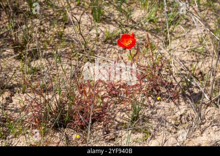 Die rotblühende Form des Sonnentau Drosera cistiflora (eine fleischfressende Pflanze) im natürlichen Lebensraum des Westkap von Südafrika Stockfoto