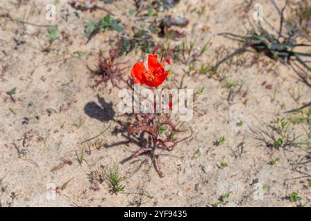 Die rotblühende Form des Sonnentau Drosera cistiflora (eine fleischfressende Pflanze) im natürlichen Lebensraum des Westkap von Südafrika Stockfoto